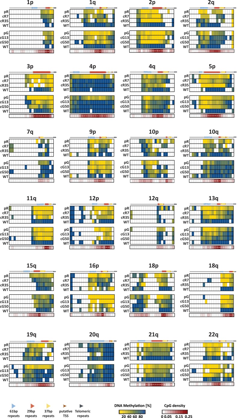 Figure 3—figure supplement 1.