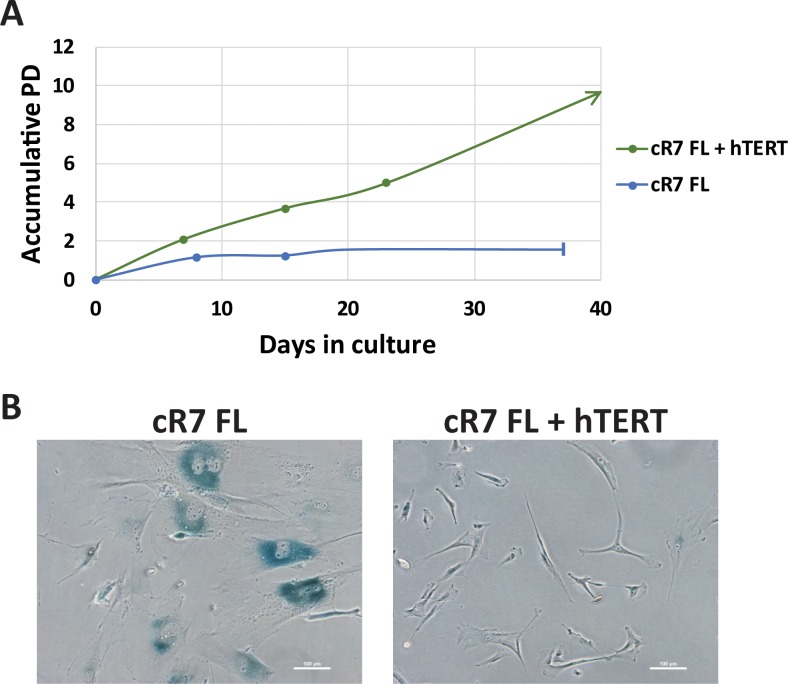 Figure 5—figure supplement 2.