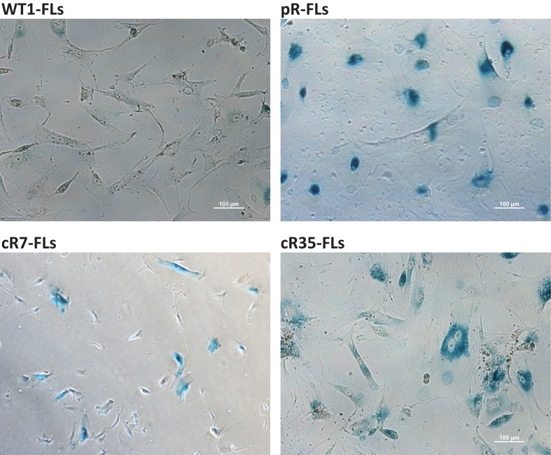 Figure 5—figure supplement 1.