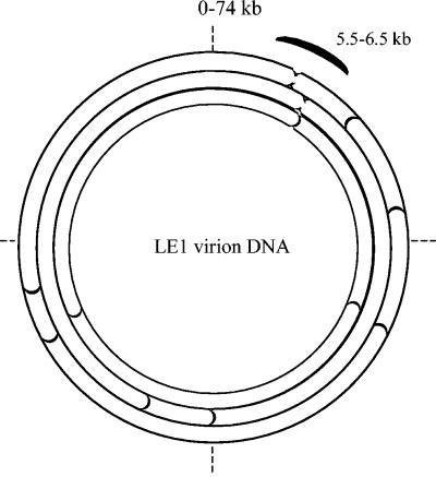 FIG. 2.