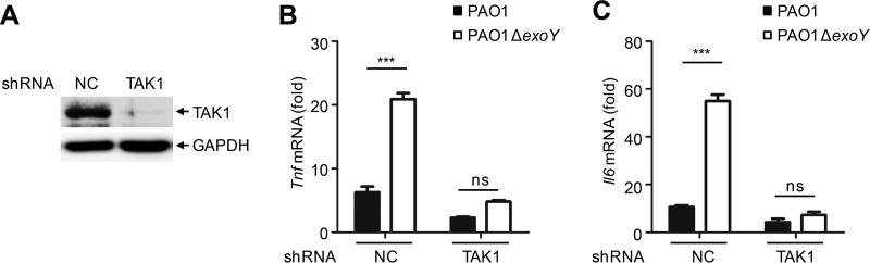 FIG 6