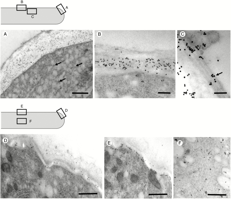 Fig. 10.