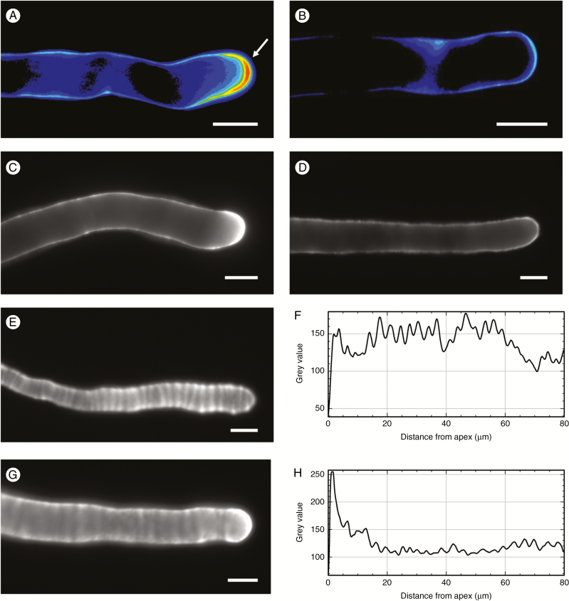 Fig. 6.