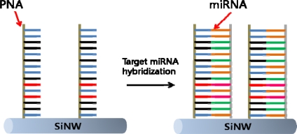 Figure 12.