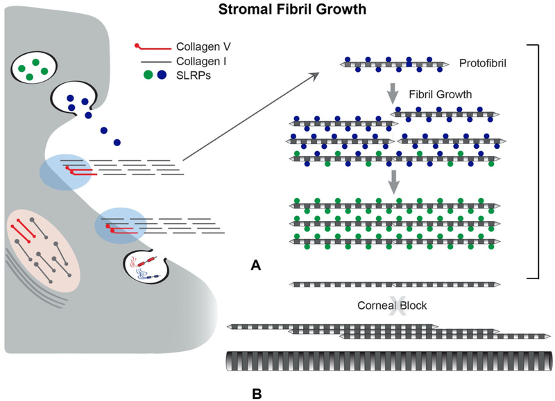 Fig 9.