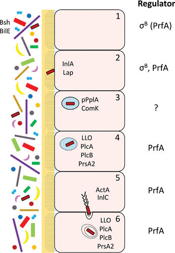 FIGURE 1