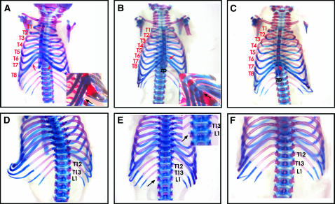 Figure 1.—