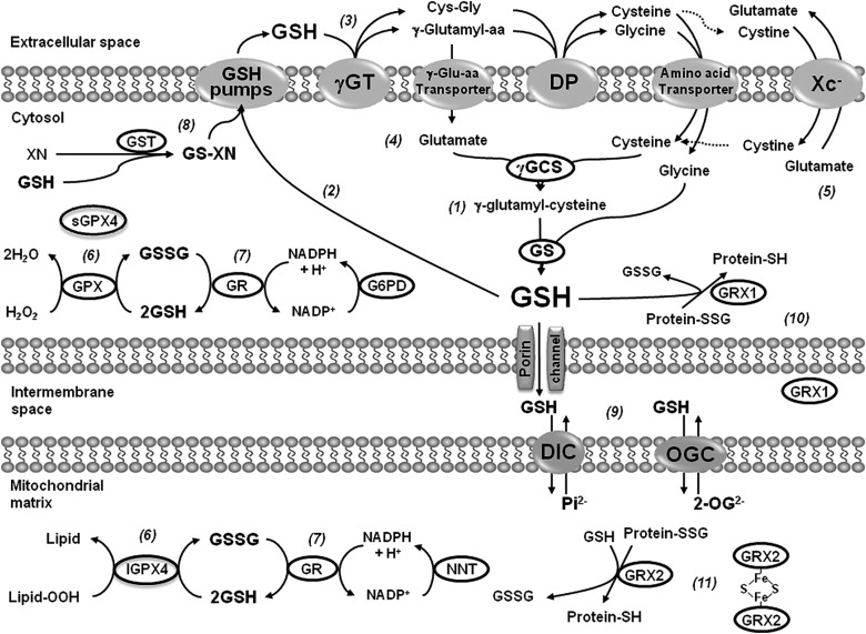 FIG. 2.