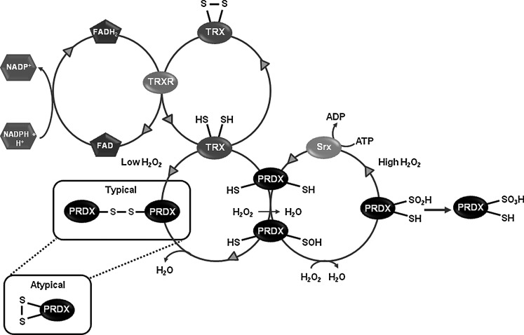 FIG. 3.