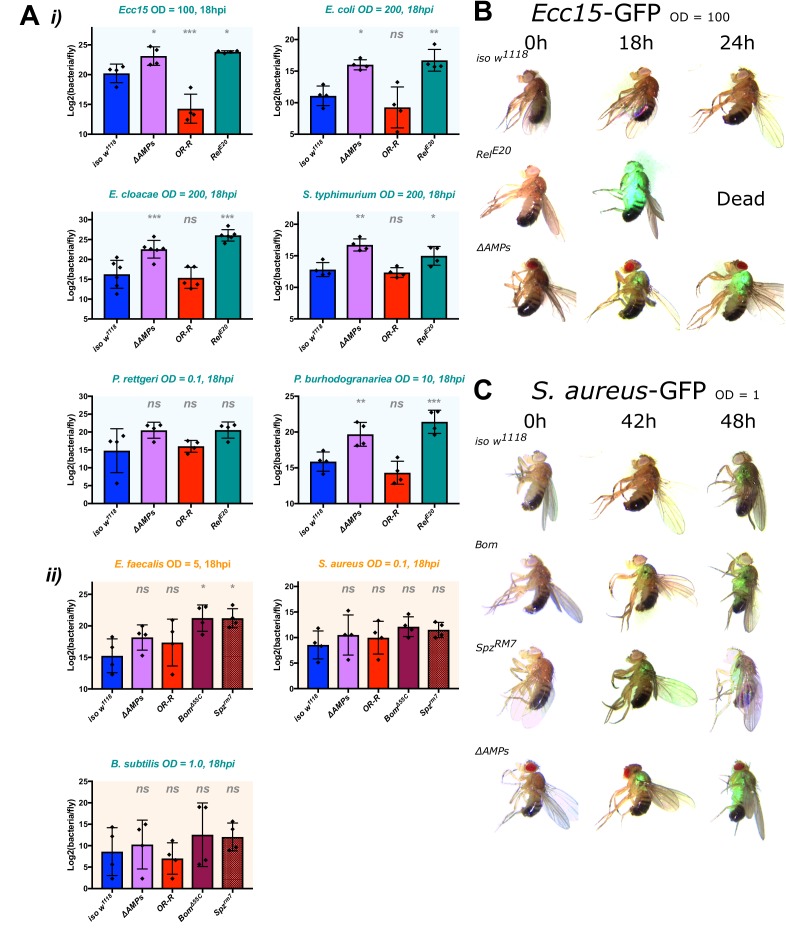 Figure 2—figure supplement 1.