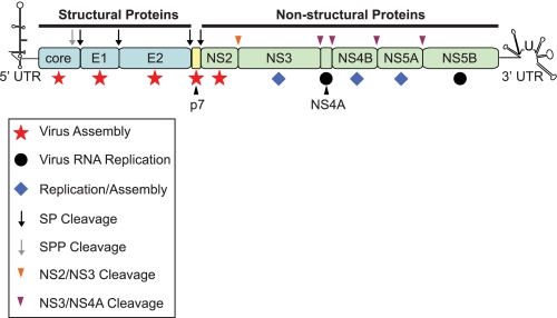 FIGURE 1.