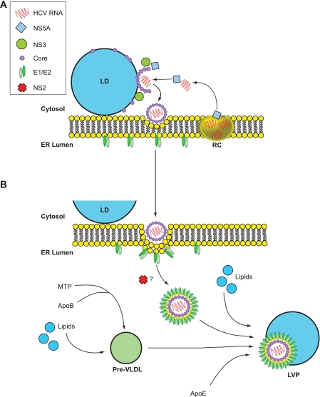 FIGURE 2.