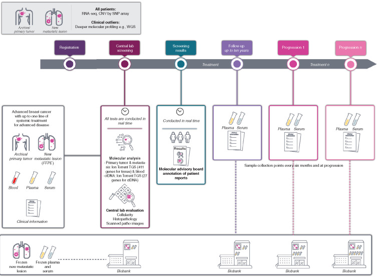 Figure 1. Study design. Illustration of the design of the AURORA molecular screening program including the baseline and longitudinal collections of samples as well as the clinical data. ctDNA, circulating tumor DNA.