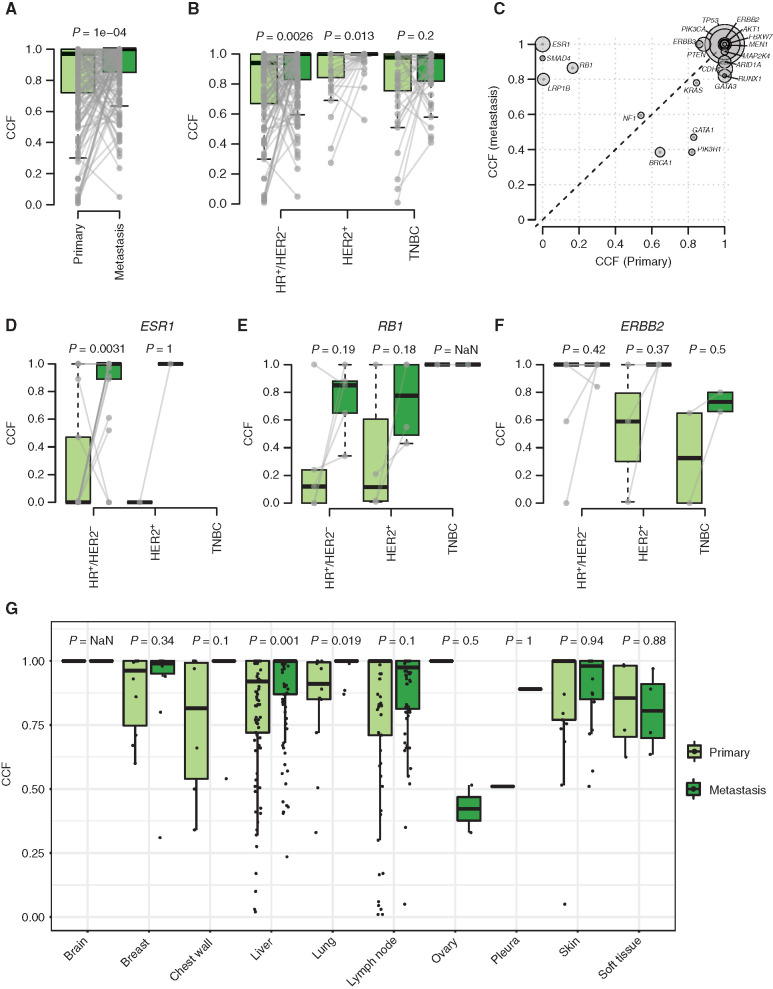 Figure 4. CCF changes between primary and metastatic samples. Box plots showing the distribution of median CCF by patient in paired primary and metastatic samples (A) and stratified by subtype (HR+/HER2−, HER2+, TNBC; B). Gray lines refer to paired samples. C, Median CCF by driver genes in metastatic (y-axis) versus primary (x-axis) samples. The size of the circles refers to each gene alteration frequency. Box plots of the distribution of CCF for driver mutations in ESR1 (D), RB1 (E), and ERBB2 (F), stratified by subtype. G, Distribution of median CCF in paired primary and metastatic samples by biopsy site. P values are estimated by paired Wilcoxon–Mann–Whitney test.