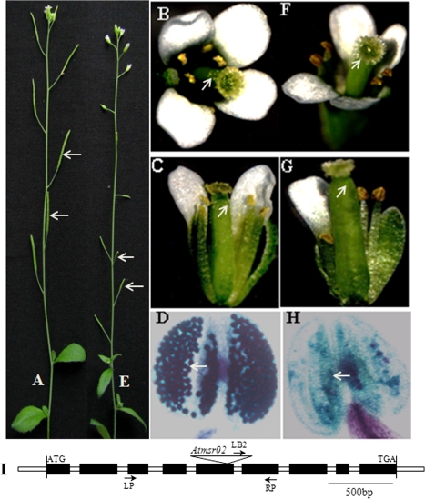 Fig. 8.