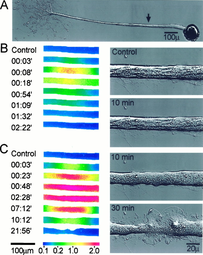 Fig. 6.