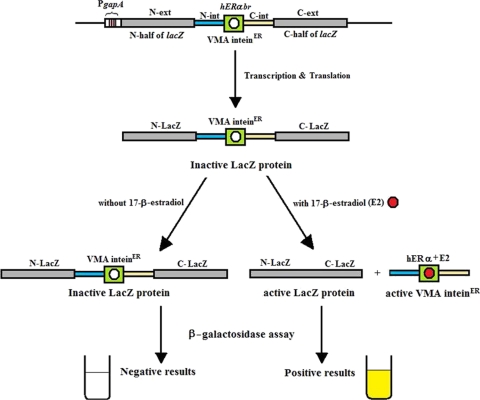 FIG. 1.