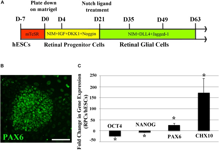 FIGURE 1