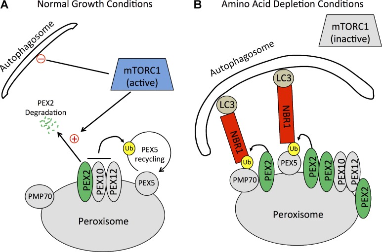 Figure 10.