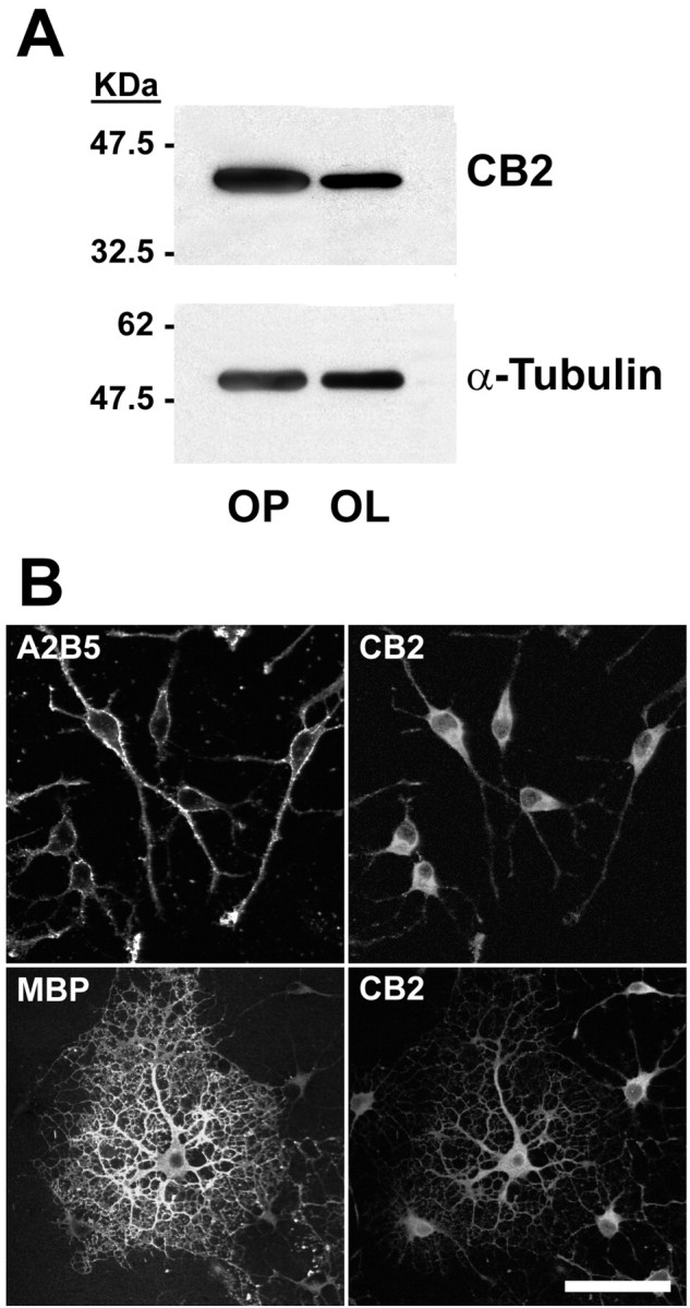 Fig. 9.