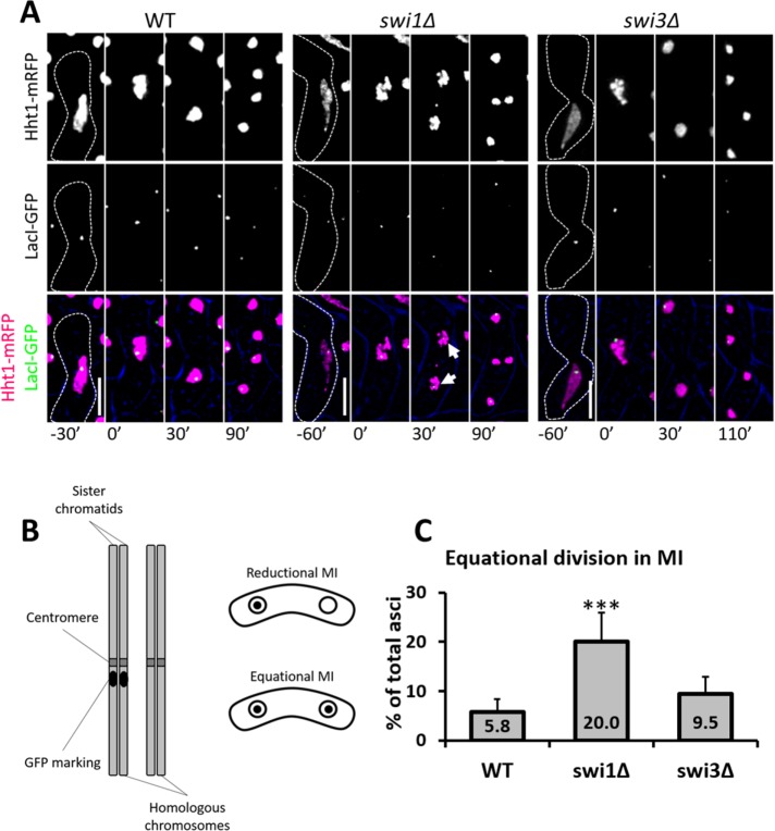 FIGURE 4: