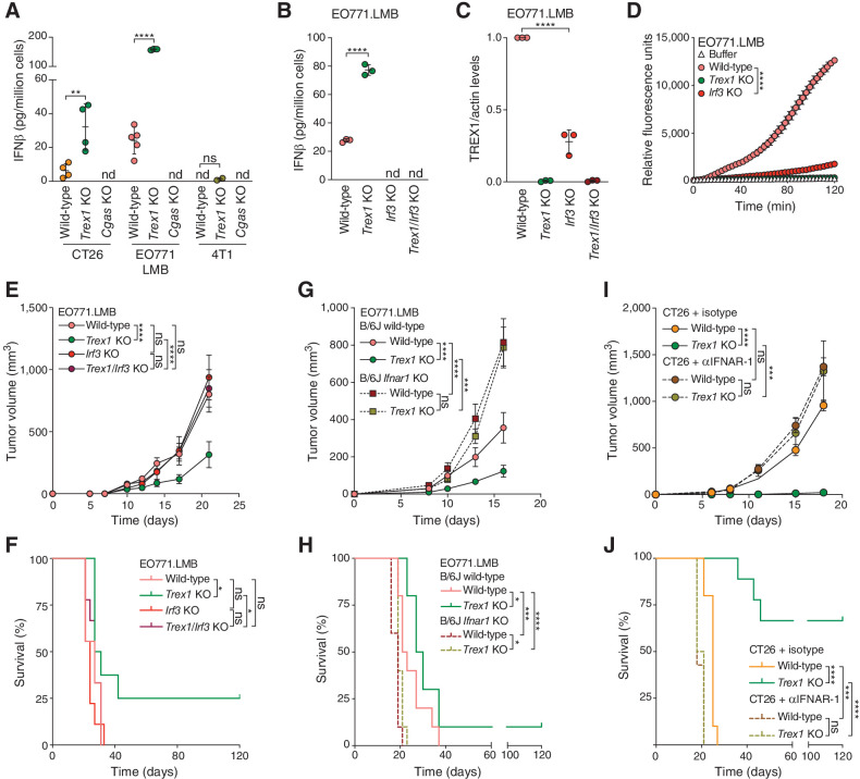 Figure 7. TREX1 induction promotes tumor growth by suppressing type I IFN. A and B, ELISA analysis of IFNβ secretion in the indicated cells; mean ± SD, n = 3–5 biological replicates; nd, not detected. One-way ANOVA was used to determine statistical significance; ****, P < 0.0001; **, P < 0.01; ns, not significant. C, Quantification of TREX1 relative to corresponding β-actin signal in the indicated EO771.LMB cells; mean ± SD, n = 3 experiments. One-way ANOVA was used to determine statistical significance; ****, P < 0.0001. D, Time course of TREX1 exonuclease activity on dsDNA substrate in indicated EO771.LMB cells; mean ± SD, representative example from n = 3 experiments. One-way ANOVA was used to determine statistical significance; ****, P < 0.0001. E, Growth curves of indicated orthotopically transplanted EO771.LMB tumors; datapoints, mean ± SEM, n = 9 animals per group. F, Survival of C57BL/6J animals after orthotopic transplantation with indicated EO771.LMB tumor cells; n = 9 animals per group. G, Growth curves of indicated orthotopically transplanted EO771.LMB tumors into the mammary fat pad of C57BL/6J wild-type or Ifnar1 KO mice; datapoints, mean ± SEM, n = 10 animals per group. H, Survival of C57BL/6J wild-type or Ifnar1 KO animals after orthotopic transplantation with indicated EO771.LMB tumor cells; n = 10 animals per group. I, Growth curves of indicated injected CT26 tumors upon treatment with anti-IFNAR1 or corresponding isotype control; datapoints, mean ± SEM, n = 7–10 animals per group. J, Survival of BALB/c animals after injection with indicated CT26 tumor cells upon treatment with anti-IFNAR1 or corresponding isotype control; n = 7–10 animals per group. Two-sided t test was used to determine statistical significance at the last timepoint in E, G, and I; ****, P < 0.0001; ***, P < 0.001; ns, not significant. log-rank test was used to determine statistical significance in F, H, and J; ****, P < 0.0001; ***, P < 0.001; *, P < 0.05; ns, not significant.