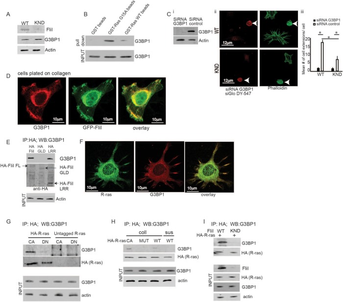 FIGURE 3: