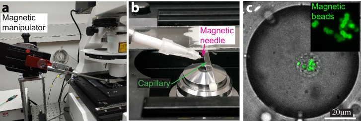 Figure 3—figure supplement 1.