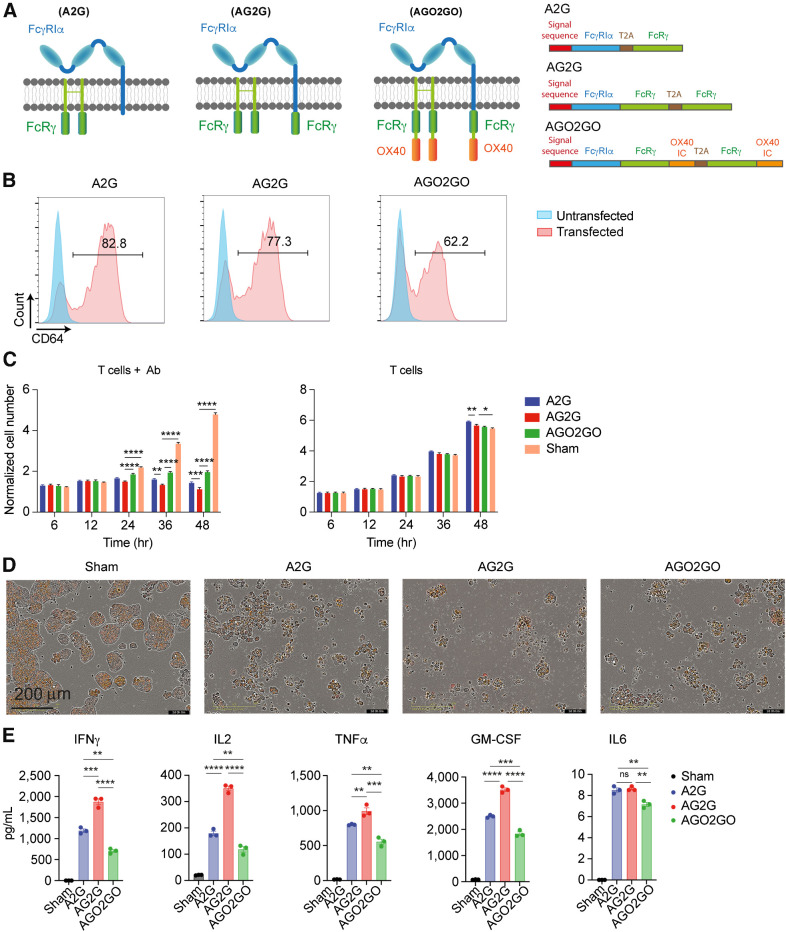 Figure 1. Expression, cytotoxic activity, and cytokine secretion of T cells expressing altered version of FcγRI. A, Illustration of the modified FcγRI structure with fused signaling domains: A2G (left), FcγRI composed of α-chain and homodimer of FcRγ chain; AG2G (middle), FcγRI α-chain with fused domain of FcRγ chain and homodimer of FcRγ; AGO2GO (right), FcγRI α-chain with fused FcRγ and OX40 domains and homodimer of FcRγ with fused OX40 domain. B, Flow cytometry analysis of A2G, AG2G, and AGO2GO expression following retroviral transduction of healthy donor T cells. C, Mean numbers of HT29 target cells expressing HER2 calculated by incuCyte software through 48-hour incubation with the three FcγRI-based receptor expressing T cells, with 1:1 E:T ratios with or without 6 μg/mL trastuzumab (data shows one of two experiments repeats, n = 4). Each sample is normalized to its cell number at time zero. Statistical significance was calculated using two-way ANOVA with Sidak correction for multiple comparisons. D, Representative incuCyte images showing HER2-expressing HT29 cells, imaged and counted in live imaging system after 48 hours of incubation with different construct-expressing T cells with 1:1 E:T ratio. Scale bar is 100 μm. E, Human Luminex Discovery Assay measurement of cytokine levels in supernatants from 48 hours of culture of T cells 4:1 E:T ratio with HT29 cells expressing HER2 (n = 4). Graphs show mean ±SD. Statistical significance was calculated using two-way ANOVA with Tukey's correction for multiple comparisons. *, P < 0.05; **, P < 0.01; ***, P < 0.001; ****, P < 0.0001. Error bars represent standard error.