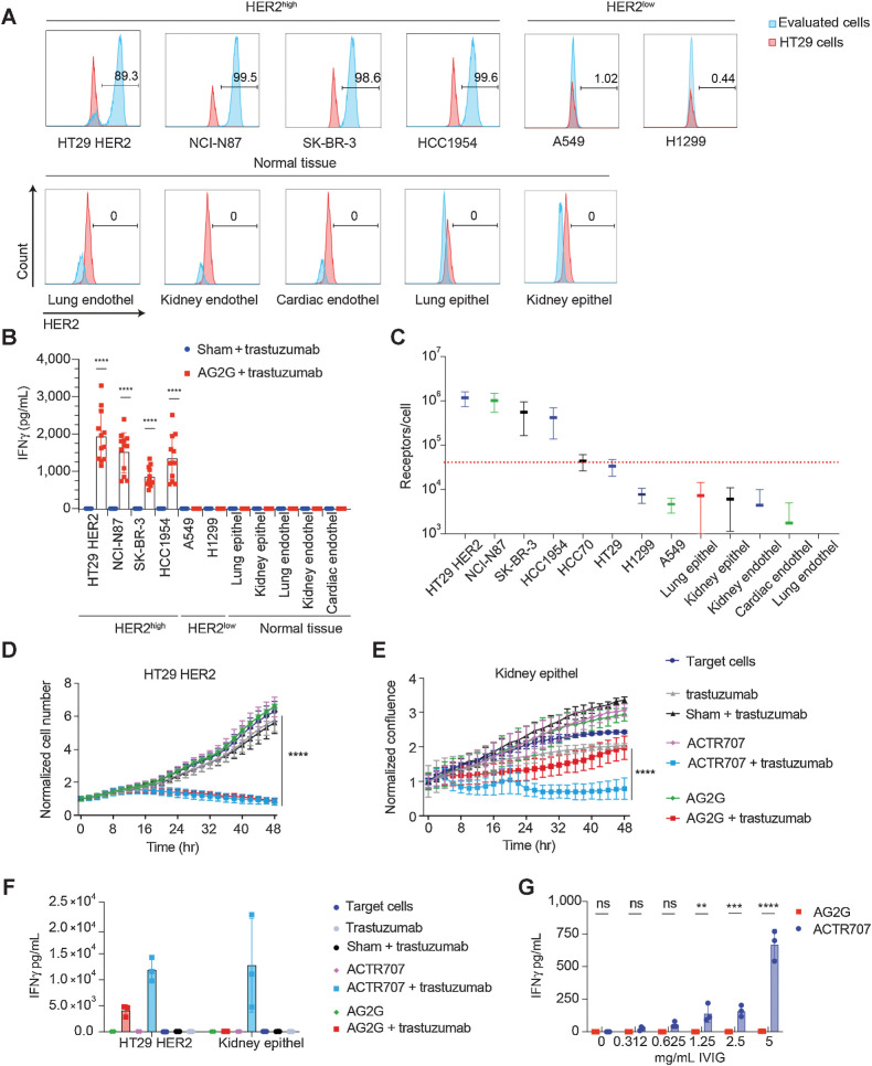 Figure 4. Human T cells expressing AG2G exert specific tumor cytotoxicity while sparing normal cells. A, Flow cytometry expression analysis of HER2 on different tumor cell lines and primary human normal cells. B, ELISA measurement of IFNγ levels in 48-hour supernatants of AG2G-expressing T cells with different tumor cells or primary normal cells in 4:1 E:T ratio and 60 μg/mL trastuzumab (results shown are from 3 different donors combined, n = 12). C, Quantification of HER2 receptor numbers using DAKO QIFIKIT (Agilent) beads by flow cytometer. Individual populations of the calibration are gated, a linear regression is calculated from the MFI and the ABC values of the five calibration bead populations using MS Excel. Using the linear regression, the ABCs of the beads coated with αHER2 is calculated from their MFI values. SDs are also retrieved from gated populations and transformed using linear regression. D, Mean counts of HT29 cells expressing HER2, calculated by incuCyte software, following incubation with AG2G-transduced T cells or ACTR707 and 30 μg/mL trastuzumab (4:1 E:T ratio, n = 4). Each sample is normalized to its cell number at time zero. E, Normalized confluence of kidney epithelial (epithel) cells, calculated by incuCyte software, following incubation with AG2G-transduced T cells or ACTR707 and 30 μg/mL trastuzumab. Each sample is normalized to its cell confluence at time zero. Graphs are identical and described in Fig 3. C and D but with the comparison to ACTR707 instead of CAR T. F, ELISA measurement of IFNγ levels in 48-hour supernatant obtained from transduced T cells and kidney epithel described in D and E (n = 4). G, ELISA measurement of IFNγ levels in 24 hours supernatants of AG2G-expressing T cells or ACTR707 incubated with medium containing different concentration of IVIG (n = 3). Graphs show mean ±SD. Statistical significance was calculated using two-way ANOVA with Sidak correction for multiple comparisons. ****, P < 0.0001. Error bars represent standard error. Endothel, endothelial cells.