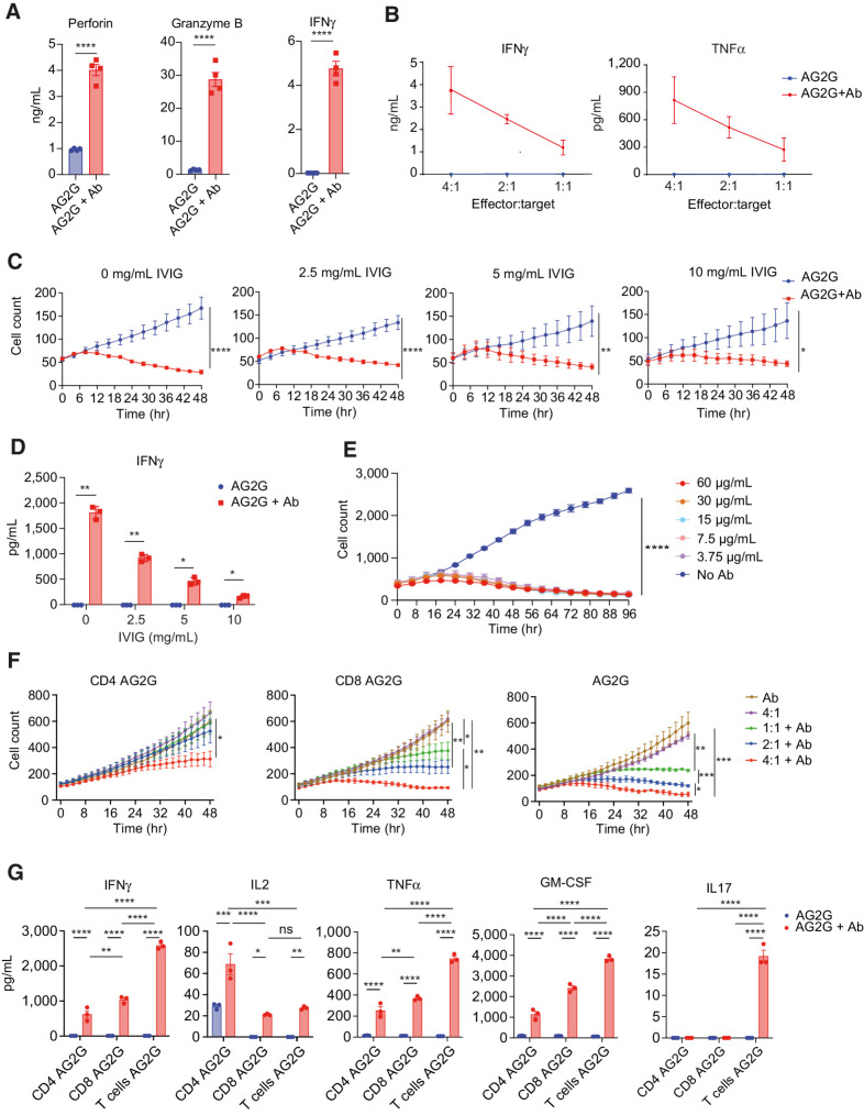 Figure 2. Characterization of AG2G-expressing T cells, activation, and cytotoxicity. A, ELISA measurement of cytokine levels of AG2G-expressing T cells after 48-hour incubation with HT29 cells expressing HER2. B, IFNγ and TNFα levels measured by ELISA in supernatants from 48-hour incubation of AG2G-expressing T cells and HT29 cells expressing HER2 in different E:T ratios. C, Mean numbers of HT29 cells expressing HER2, calculated by incuCyte software, following incubation with AG2G-expressing T cells in combination with 0, 2.5, 5, 10 mg/mL IVIG, with or without 30 μg/mL trastuzumab (n = 4). D, ELISA measurement of IFNγ levels of AG2G-expressing cells cocultured with HT29 cells expressing HER2 described in B. E, Mean numbers of HT29 cells expressing HER2, calculated by incuCyte software, following incubation with AG2G-expressing T cells in combination with different concentrations of trastuzumab over 96 hours (n = 2). F, Mean numbers of HT29 cells expressing HER2, calculated by incuCyte software, following incubation with different E:T ratios of AG2G-expressing T cells that were isolated for their CD4 (left) or CD8 (middle) population or with no isolation (right). G, ELISA measurement of cytokine levels from supernatants of 48-hour culture of 4:1 E:T ratios of isolated CD4, isolated CD8, or AG2G-expressing T cells with HT29 cells expressing HER2 and 30 μg/mL trastuzumab. Graphs show mean ±SD. Statistical significance was calculated using Student t test for a, two-way ANOVA with Sidak correction for multiple comparisons for B and C, two-way ANOVA with Tukey's correction for multiple comparisons for E and F. *, P < 0.05; **, P < 0.01; ***, P < 0.001; ****, P < 0.0001. Error bars represent standard error.