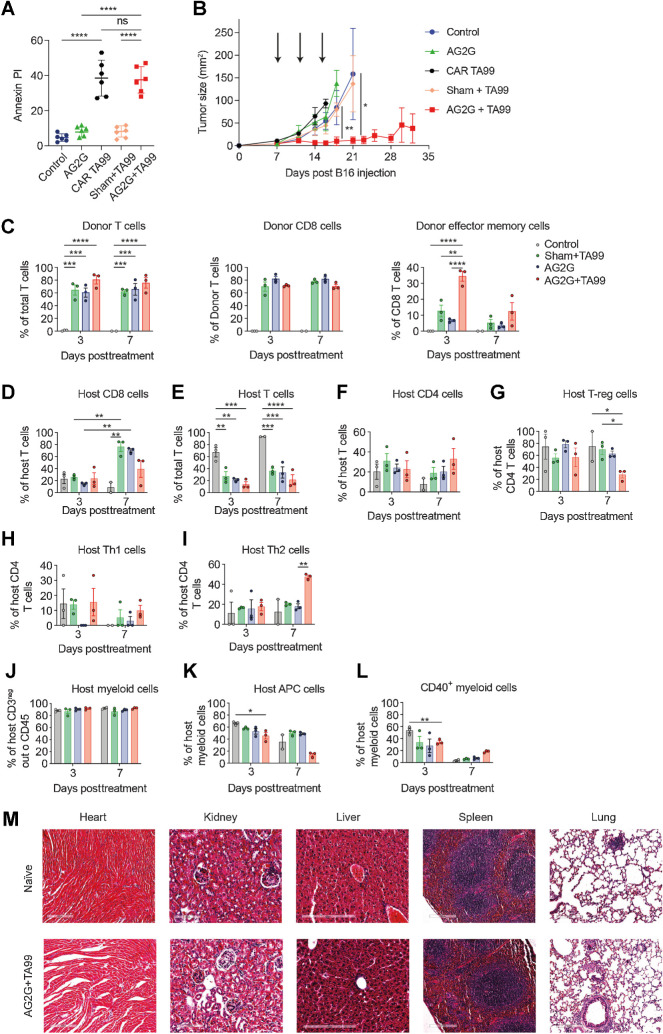 Figure 6. Systemic administration of tumor-binding antibodies and T cells expressing AG2G eradicate established melanoma. A, Annexin-V/PI positive target cells after 16 hours of B16F10 coculture and mouse sham untransduced T cells, CAR T derived from TA99, or AG2G transduced cells with or without 60 μg/mL TA99 antibody (4:1 E:T ratio). n = 6. B, Tumor size following intravenous injection of 1×106 splenic T cells transduced with the indicated vector, with or without subcutaneous injection of 250 μg/mouse of TA99 antibodies (treatments are indicated by arrows, n = 4). C, Bar graph representation of CyTOF analysis of CD45.1 donor T cells (CD3), CD8 T cells or effector memory cells (PD-1-/CD69+/CD44+/CD62L-/CD8+ cells). n = 3. D–L, Bar graph representation of CyTOF analysis and CD45.2 host infiltrate in B16F10 tumors 3 and 7 days posttreatment with sham untransduced or AG2G-transduced T cells with or without TA99 targeting antibody or control untreated mice. T cells were defined as CD45+/CD3+/TCRβ, myeloid cells were defined as CD45+/CD11b+/CD3neg/CD19neg/NK1.1neg, APC were defined as myeloid cells but with the addition of MHCII. n = 3. M, Images taken by x20 objective using slide scanner of H&E staining of histologic sections of naïve mice and of tumor-bearing mice treated with AG2G-transduced T cells and TA99 antibodies described in B. Graphs show mean ±SD. Statistical significance was calculated using two-way ANOVA with Tukey's correction for multiple comparisons. *, P < 0.05; **, P < 0.01; ***, P < 0.001; ****, P < 0.0001. Error bars represent standard error.