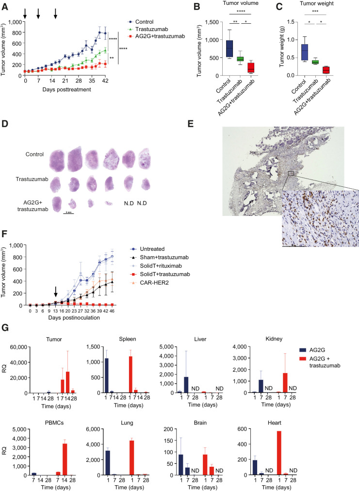 Figure 5. Systemic administration of AG2G-expressing T cells in combination with trastuzumab eradicates HER2-expressing tumor cells in vivo. A, NCI-N87 tumor volume measured by caliper over 42 days following treatment initiation. NSG mice were injected with 2.5×106 NCI-N87 tumor cells, after tumor reached 70 mm3 mice were randomized and treated once a week for 3 times (treatments are marked with arrows) with either intraperitoneal injection of saline or 250-μg trastuzumab and intravenous injection of saline or 5×106 AG2G-expressing T cells (n = 6). B, Endpoint analysis of tumor volume measured by caliper, 42 days following treatment initiation. C, Endpoint analysis of tumor weight measured using scales, 42 days following treatment initiation. D, Histology images taken by x4 objective light microscopy, showing whole sections of tumors stained with H&E (n = 6; N.D., not detected - 2 mice from AG2G+trastuzumab group). Scale bar is 5 mm. E, Representative image taken by x4 and x40 objectives using light microscopy, of one tumor from AG2G+trastuzumab group stained with anti-human CD3 antibody by IHC. F, Tumor volume measured by caliper in NSG mice treated with a single injection of T cells (107) 13 days after tumor inoculation (2.5×106 NCI-N87). Antibodies were injected once a week for a total of 3 times (250 μg/mouse), n = 5. G, NSG mice were injected with 1.7×106 NCI-N87 tumor cells, after tumor reached 100 to 200 mm3 mice were randomized and treated once with intravenous injection of 5×106 AG2G-expressing T cells and with intraperitoneal injection of saline or 250-μg trastuzumab. On days 1, 7, 14, 28 following treatment, 3 mice from each group were sacrificed and RNA was extracted from blood and tumors for real-time PCR analysis of AG2G-expressing cells (n = 12). Graphs show mean ± SD. Graphs A–C show one of two independent experiments performed. Statistical significance was calculated using two-way ANOVA with Tukey's correction for multiple comparisons for A and B, one-way ANOVA with Holm-Sidak correction for multiple comparisons for C. *, P < 0.05; **, P < 0.01; ***, P < 0.001; ****, P < 0.0001. Error bars represent standard error.