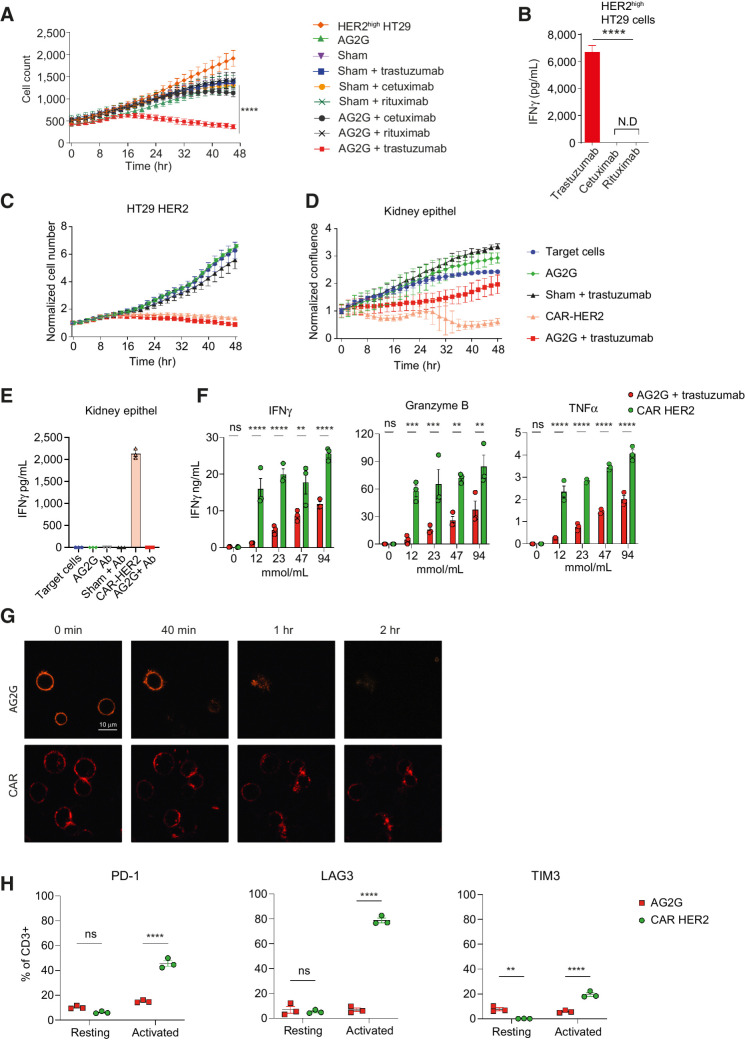 Figure 3. AG2G-expressing T cells differentiate between cells expressing high and low antigen levels, are more specific, and less exhausted, compared with classic CAR T cells. A, Mean numbers of HT29 cells expressing HER2, calculated by incuCyte software, following incubation with transduced T cells in combination with antibodies (60 μg/mL each, n = 4). B, ELISA measurement of IFNγ levels in 48-hour supernatants of AG2G-transduced T cells incubated with HER2-expressing HT29 target cells, and with tumor-binding trastuzumab, or irrelevant antibodies cetuximab and rituximab (60 μg/mL). C, Mean counts of HT29 cells expressing HER2, calculated by incuCyte software, following incubation with AG2G-transduced T cells and 30 μg/mL trastuzumab, compared with trastuzumab-derived CAR (4:1 E:T ratio, n = 4). Each sample is normalized to its cell number at time zero. D, Normalized confluence of kidney epithelial cells, calculated by incuCyte software, following incubation with AG2G-transduced T cells and 30 μg/mL trastuzumab, compared with trastuzumab-derived CAR (4:1 E:T ratio, n = 4). Each sample is normalized to its cell confluence at time zero. E, ELISA measurement of IFNγ levels in 48-hour supernatant obtained from transduced T cells and kidney epithel described in D (n = 4). F, ELISA measurement of IFNγ, granzyme B and TNFα levels in 24-hour supernatants of 105 AG2G-expressing T cells or CAR T cells incubated on immobilized trastuzumab or rHER2, in rising concentrations (mmol/mL) respectively. G, Confocal microscope imaging of internalization kinetics of PE-labeled IgG by AG2G-expressing cells (top), or PE-labeled HER2 by CAR T cells (bottom). H, PD-1, LAG-3, and TIM3 flow cytometry analysis of AG2G-expressing cells or CAR T cells after 48-hour incubation with or without 12 mmol/mL immobilized trastuzumab or HER2, respectively. Graphs show mean ± SD. Statistical significance was calculated using two-way ANOVA with Tukey's correction for multiple comparisons for A, C, D, and H. Two-way ANOVA with Sidak correction for multiple comparisons for E and F. One-way ANOVA with Dunnett correction for multiple comparisons for B. *, P < 0.05; **, P < 0.01; ***, P < 0.001; ****, P < 0.0001. Error bars represent standard error.