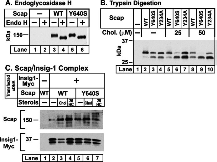 FIGURE 4.