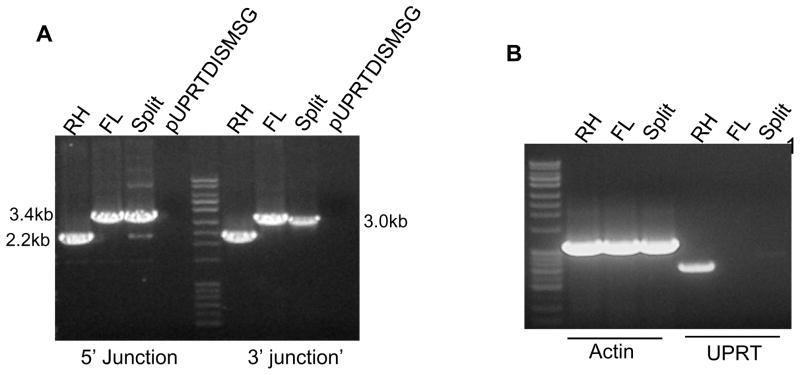 Figure 7