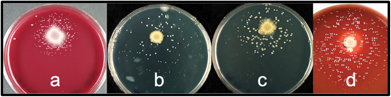 Figure 2.