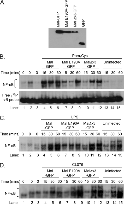 FIGURE 5.