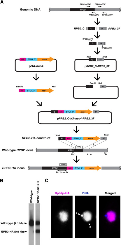 Fig. 2