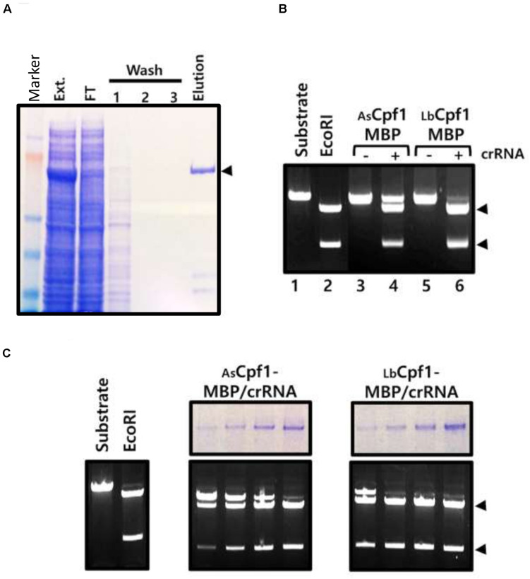 FIGURE 4