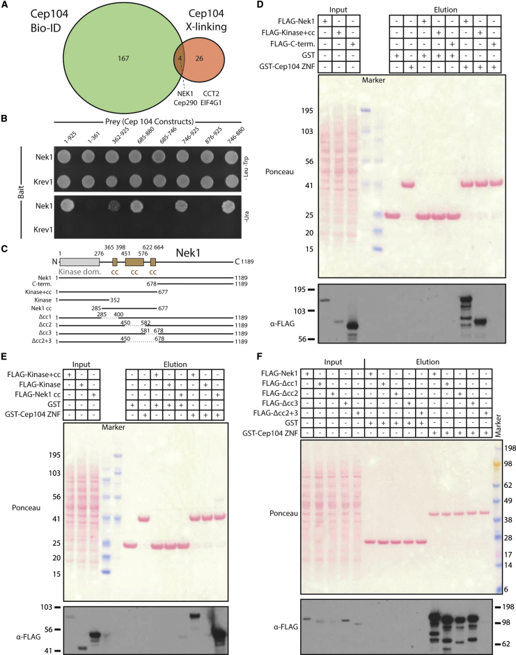 Figure 2