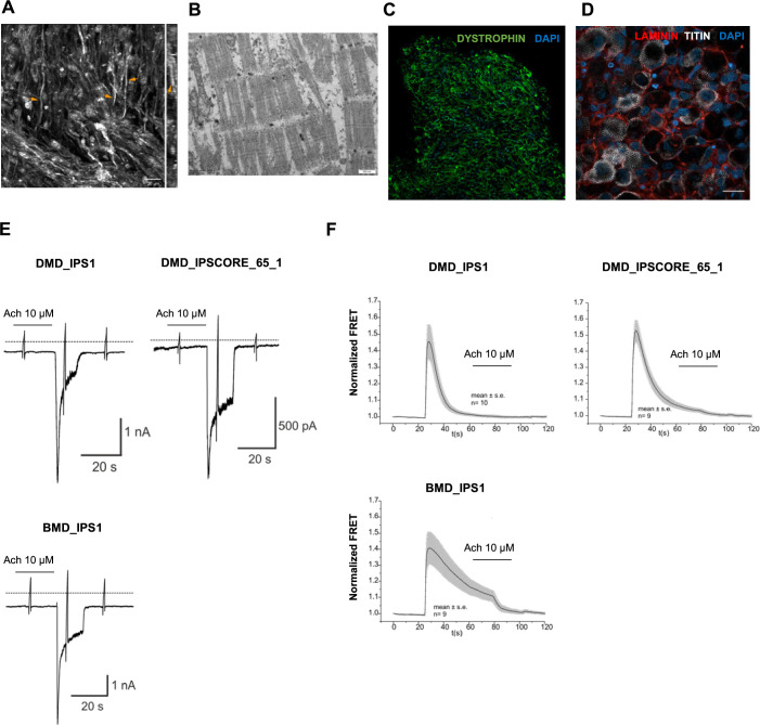 Figure 3—figure supplement 3.