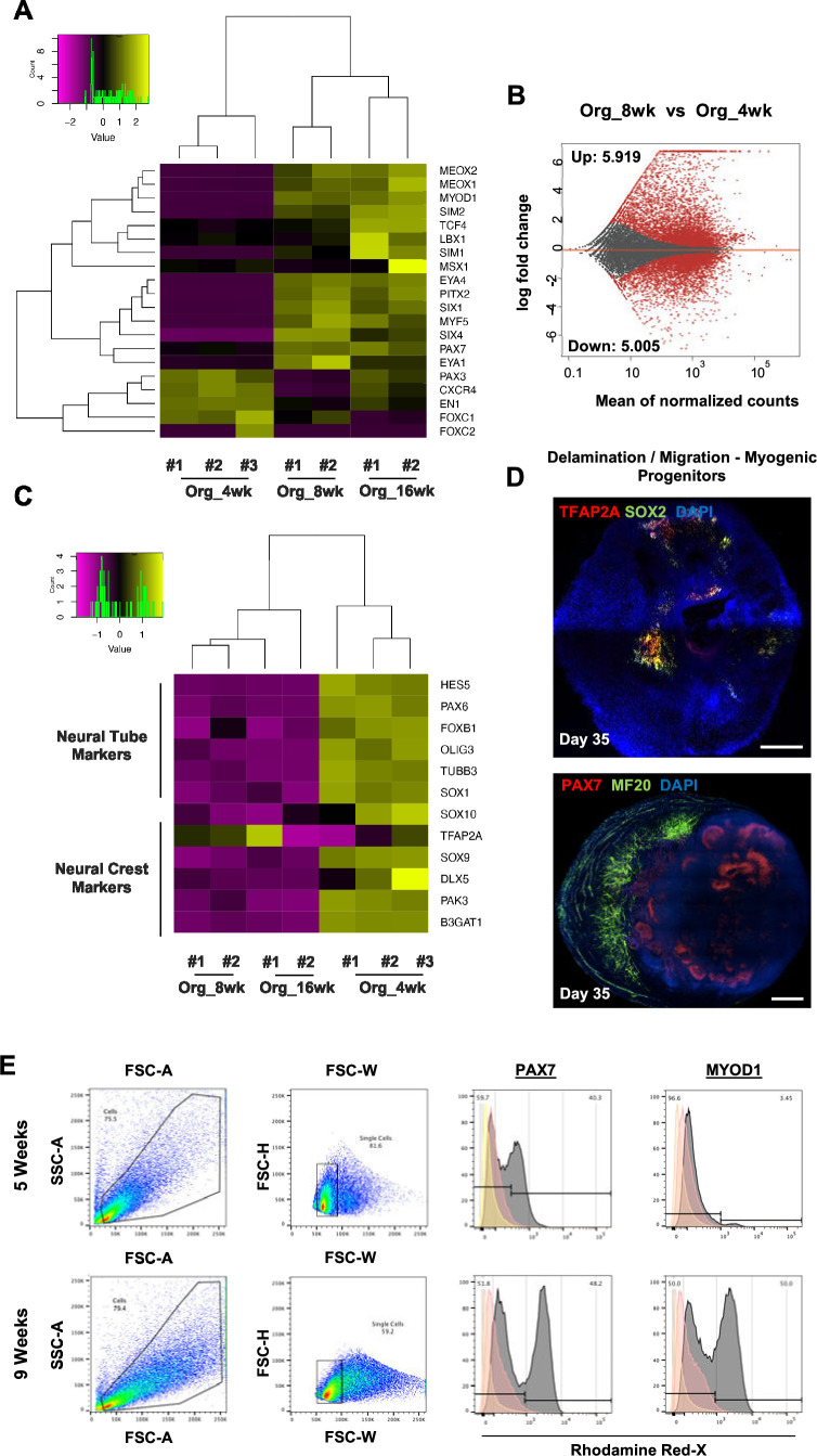 Figure 2—figure supplement 1.