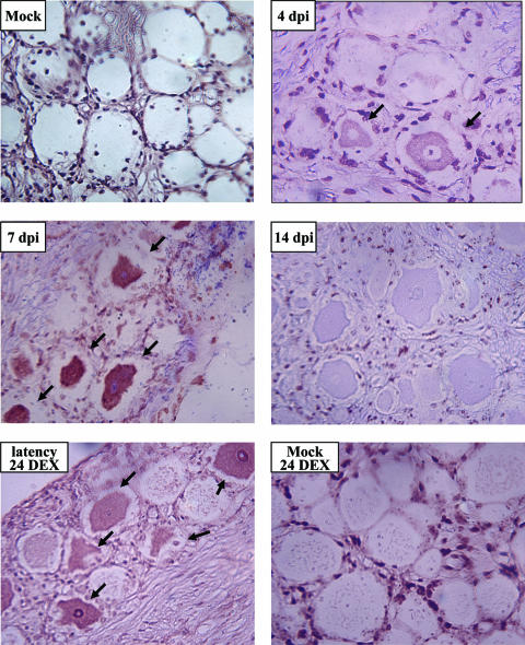 FIG. 4.