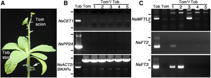 Figure 6.