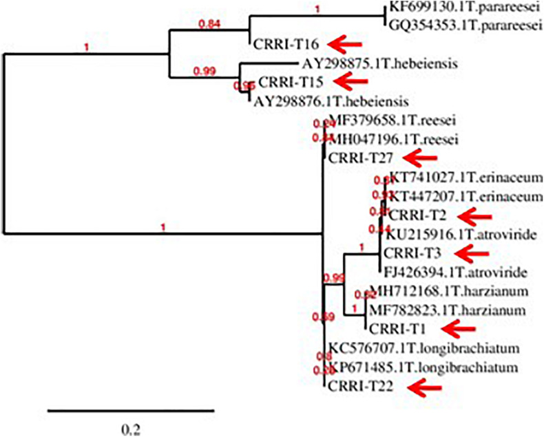 FIGURE 1