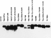 FIG. 8
