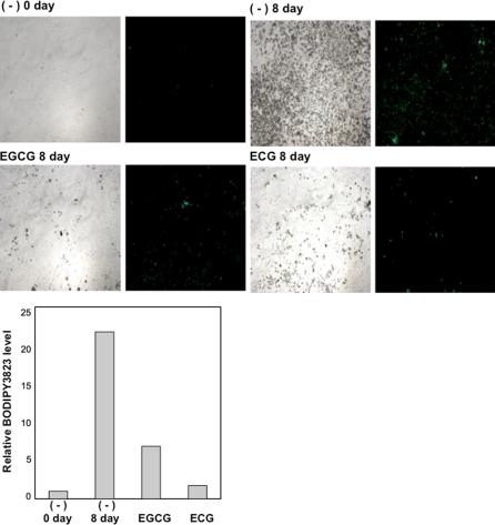 Fig. 4