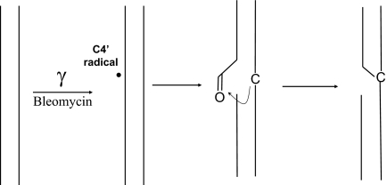 Scheme 4.