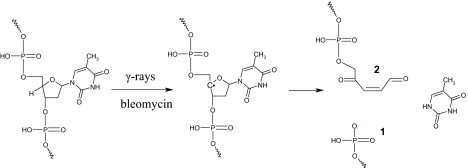 Scheme 1.